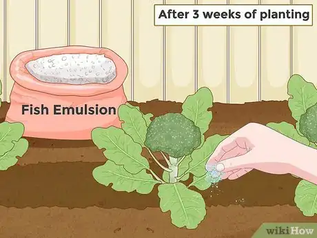 Image titled Grow Broccoli Step 15