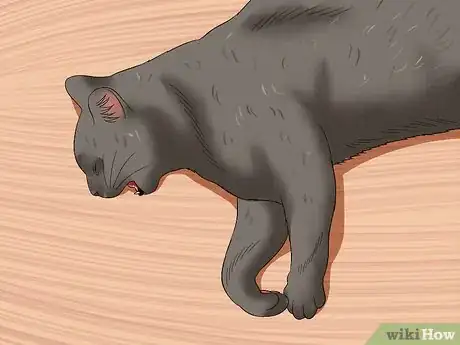 Image titled Tell if a Cat Is in Pain Step 4