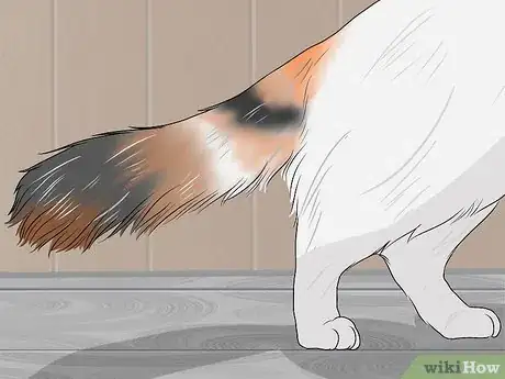 Image titled Identify a Turkish Van Step 3