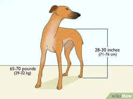 Image titled Identify a Greyhound Step 1