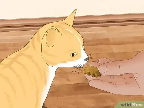 Image titled Use a Spray Bottle on a Cat for Training Step 16