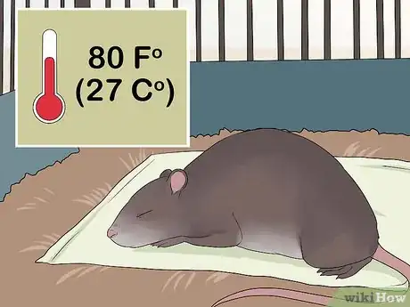 Image titled Treat Ear Infections in Rats Step 15