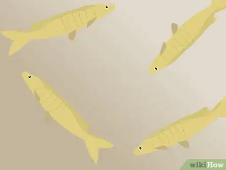 Image titled Catch Minnows Step 19