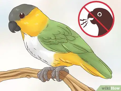 Image titled Choose a Caique Parrot Step 2