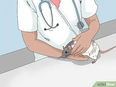Image titled Spot and Treat Ear Infections in Rats Step 6