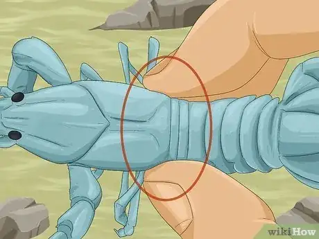 Image titled Catch a Crayfish Step 10