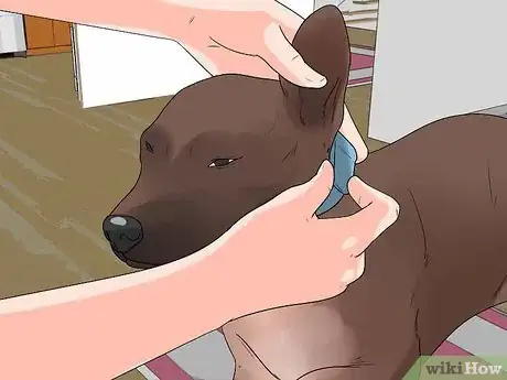 Image titled Teach a Dog to Crawl Step 4