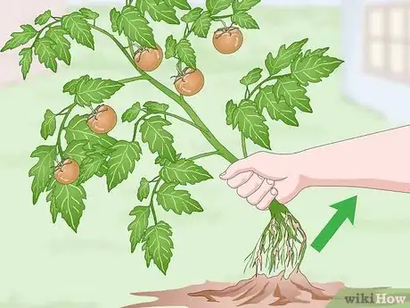 Image titled Pick Tomatoes Step 10