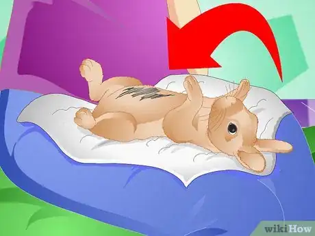 Image titled Clean Your Rabbit Without Bathing It Step 5