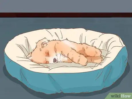 Image titled Take Care of a Pomeranian Step 5
