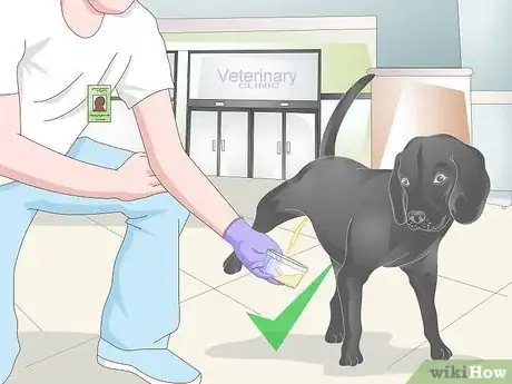 Image titled Get a Urine Sample from a Male Dog Step 12