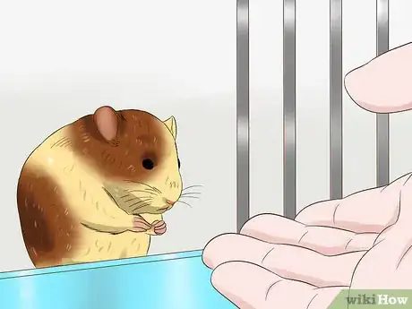 Image titled Tame a Hamster Step 7