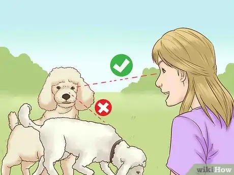 Image titled Get Your Dog's Attention Step 11