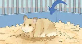 Give Your Hamster a Bath