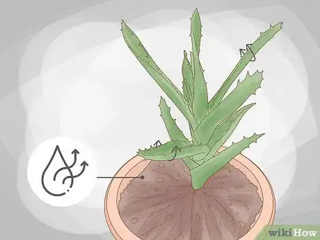 Image titled Why Does Your Aloe Plant Not Stand Up Step 2