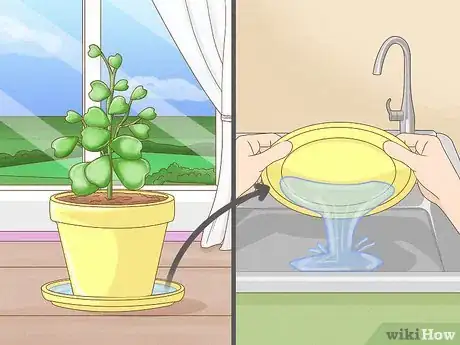 Image titled Get a Hoya Plant to Bloom Step 6