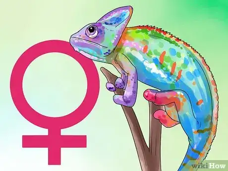 Image titled Tell if a Chameleon Is Male or Female Step 2