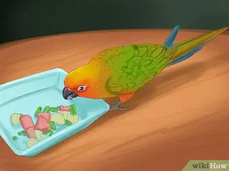 Image titled Care for a Conure Step 8