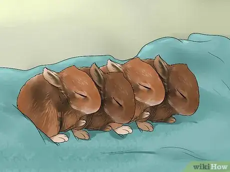 Image titled Feed Baby Rabbits Step 1