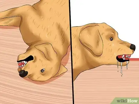 Image titled Prevent Rabies in Dogs Step 13