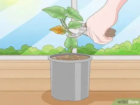 Image titled Grow Sweet Potato Vine Houseplant Step 12