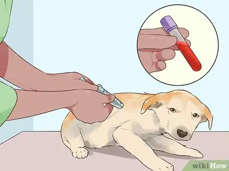 Image titled Handle Hypoglycemia in Young Puppies Step 8