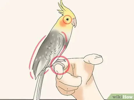 Image titled Buy a Bird Step 10