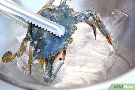Image titled Boil Blue Crab Step 4