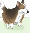 Distinguish Between a Pembroke and Cardigan Welsh Corgi