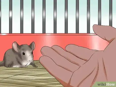 Image titled Tame Your Chinchilla Step 7