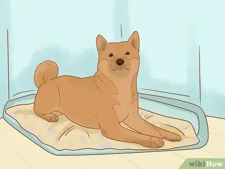 Image titled Keep Your House Clean when Your Dog Is in Heat Step 4