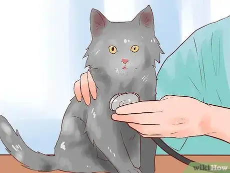 Image titled Care for Norwegian Forest Cats Step 12