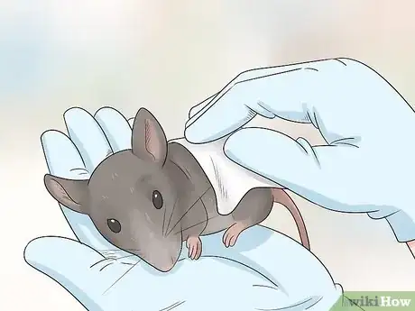 Image titled Care for an Injured Pet Mouse Step 3