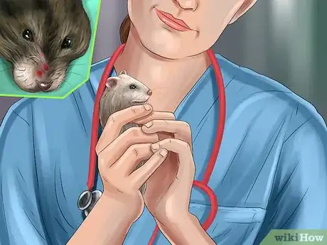 Image titled Diagnose Hamster Respiratory Illnesses Step 1