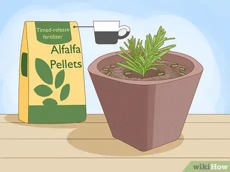 Image titled Plant Lavender in Pots Step 8