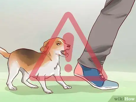 Image titled Train Beagles Step 10