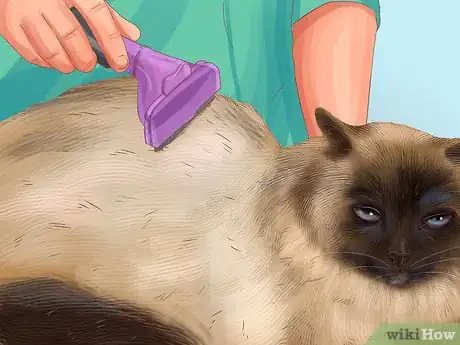 Image titled Care for a Siamese Cat Step 5