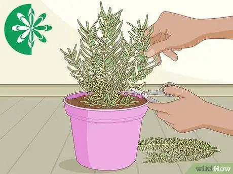 Image titled Grow Rosemary Step 9