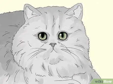 Image titled Identify a Persian Cat Step 1