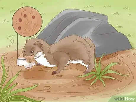 Image titled Catch Weasels Step 10