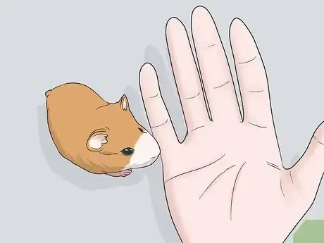 Image titled Hold a Hamster Step 5
