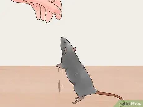 Image titled Care for a Dumbo Rat Step 15