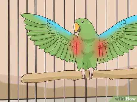 Image titled Care for an Eclectus Parrot Step 3