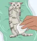 Make Emergency Kitten Food