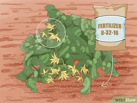 Image titled Fertilize Tomatoes Often Enough Step 4