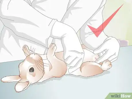 Image titled Care for Your Rabbit After Neutering or Spaying Step 12