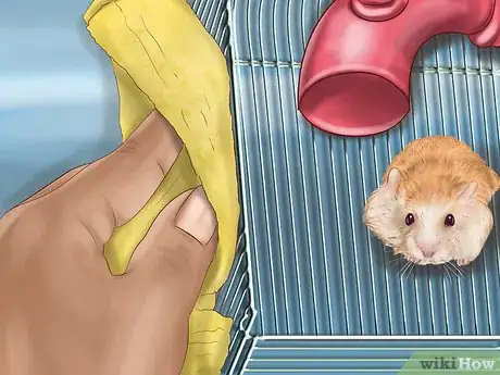 Image titled Care for Roborovski Hamsters Step 21