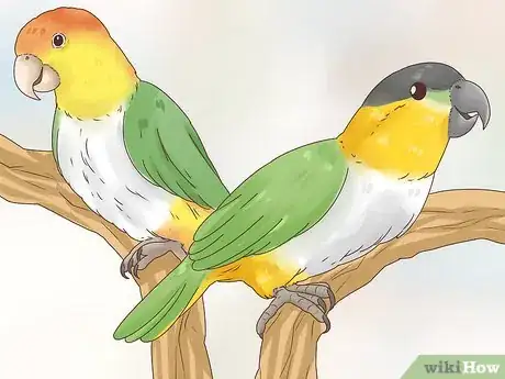 Image titled Choose a Caique Parrot Step 1