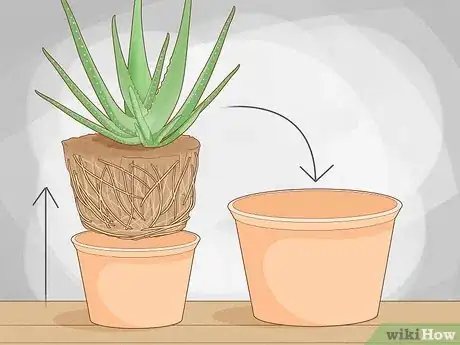 Image titled Why Does Your Aloe Plant Not Stand Up Step 7