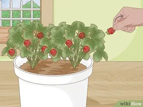 Image titled Grow Strawberries in a Pot Step 17